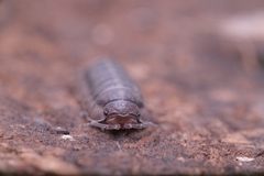 Armadillidium