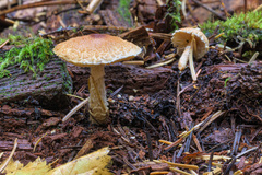 Lepiota magnispora