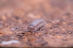 Armadillidium