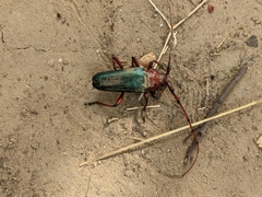 Stenaspis verticalis