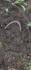 Scolopendra viridis