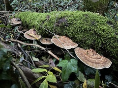 Daedaleopsis confragosa