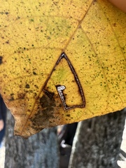 Stigmella betulicola