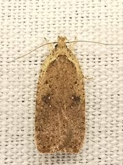 Agonopterix scopariella