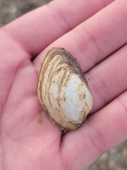 Truncilla donaciformis