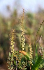 Holothrix burchellii