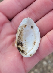 Truncilla donaciformis