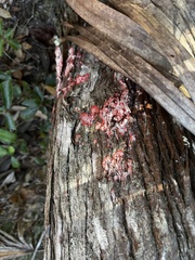 Herpothallon rubrocinctum