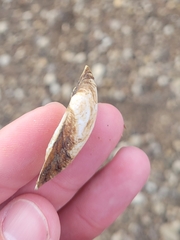 Truncilla donaciformis