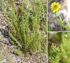 Limbarda crithmoides