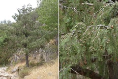 Juniperus oxycedrus