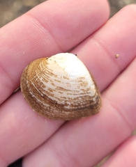 Truncilla truncata