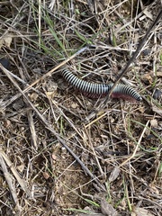 Ommatoiulus lusitanus