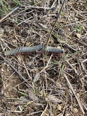 Ommatoiulus lusitanus