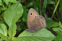 Cercyonis oetus charon