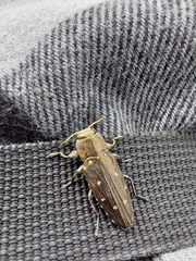 Chrysobothris octocola