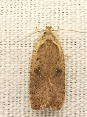 Agonopterix scopariella