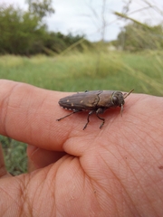 Chrysobothris octocola