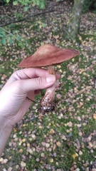 Cortinarius