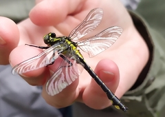 Gomphus vulgatissimus