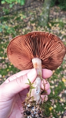 Cortinarius