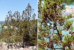 Juniperus phoenicea