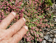 Euphorbia indivisa