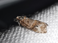 Lobesia botrana