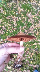 Cortinarius