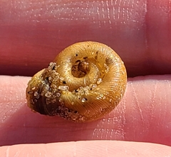 Planorbella campanulata