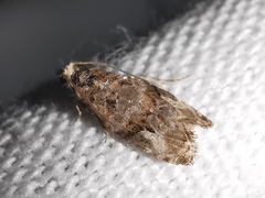 Lobesia botrana