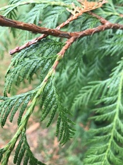 Thuja
