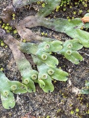 Marchantia inflexa