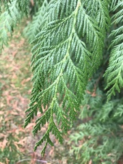 Thuja