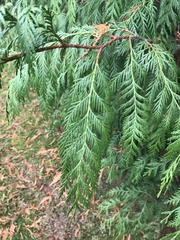 Thuja