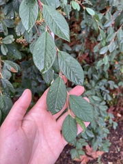 Cotoneaster coriaceus