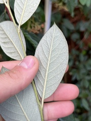 Cotoneaster coriaceus