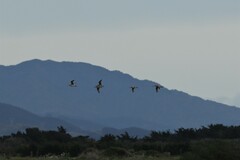 Limosa lapponica baueri