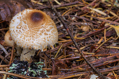 Lepiota magnispora
