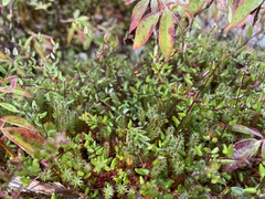 Vaccinium oxycoccos