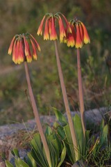 Cyrtanthus obliquus