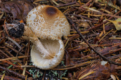 Lepiota magnispora