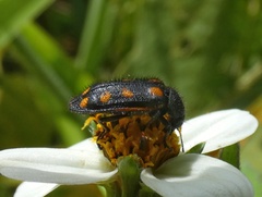 Astylus octopustulatus