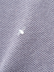 Prociphilus tessellatus