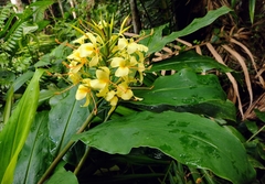 Hedychium