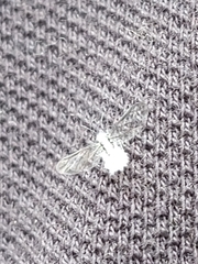 Prociphilus tessellatus