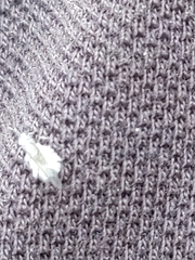 Prociphilus tessellatus