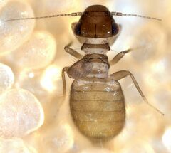 Lepinotus reticulatus