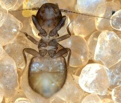 Lepinotus reticulatus