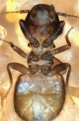 Lepinotus reticulatus